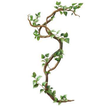 Isolated Twisted Wild Liana Vine on transparent background with Clipping Path