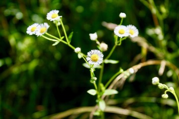 flowers in the garden