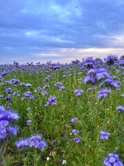 Field of Purple Flowers at Sunset