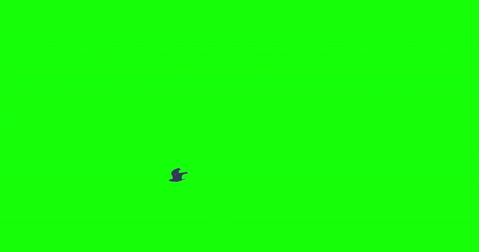Black bird flying green screen crow raven wings beating