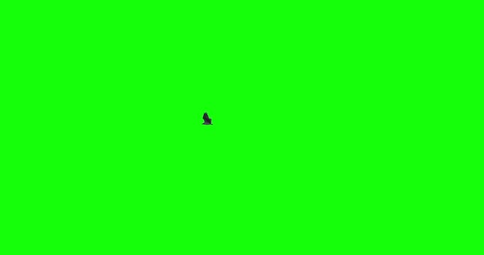 Osprey Sea Eagle bird flying green screen slow motion