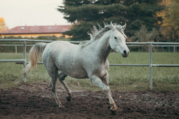 Obraz premium Elegant white Arabian horse with a silky mane and muscular build galloping freely in a picturesque meadow, showcasing grace, beauty, and strength in nature. Perfect for equestrian themes