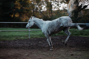 Fototapeta premium Elegant white Arabian horse with a silky mane and muscular build galloping freely in a picturesque meadow, showcasing grace, beauty, and strength in nature. Perfect for equestrian themes
