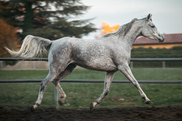 Obraz premium Elegant white Arabian horse with a silky mane and muscular build galloping freely in a picturesque meadow, showcasing grace, beauty, and strength in nature. Perfect for equestrian themes