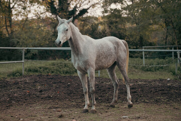 Obraz premium Elegant white Arabian horse with a silky mane and muscular build galloping freely in a picturesque meadow, showcasing grace, beauty, and strength in nature. Perfect for equestrian themes