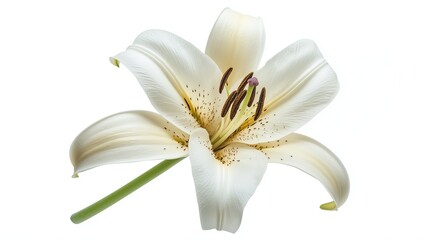 Obraz premium one single madonna lily flower on white background
