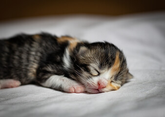 Sleeping newborn kitten on a bed in a box.
