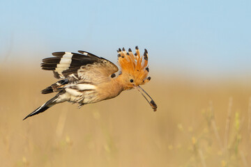 Eurasian hoopoe Upupa epops bird with beetle insect in beak. Wildlife scene Close up © Tatiana