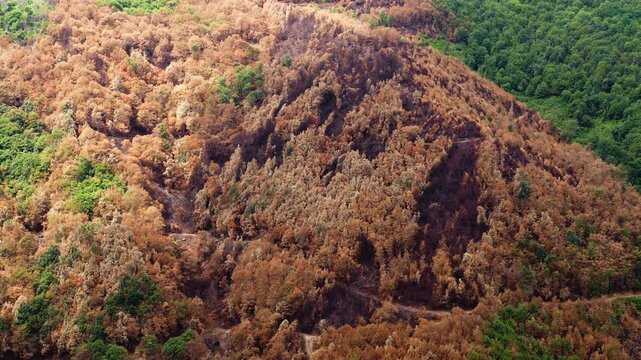 Mountain Natural Park burned by arsonists