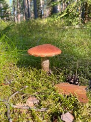 fungi, mushrooms, summer in the forest