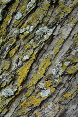 Moss on Tree Bark