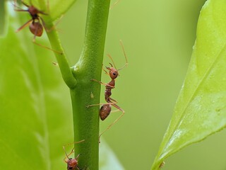 Weaver ants or Oecophylla are on a tree trunk with a blurred background