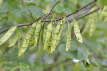 Mimosa Tree Seed Pods