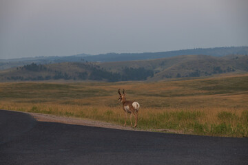Pronghorn in the wild
