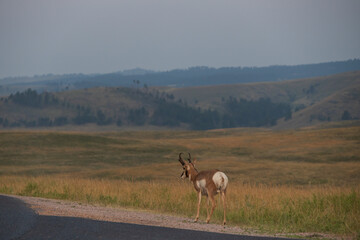 Pronghorn in the wild
