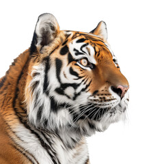 Naklejka premium Isolated Magnificent Profile of a Tiger Capturing the Wild's Beauty