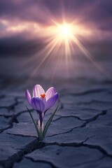 This purple flower grows through a crack in arid soil. Here is an example of Growth in Difficult...