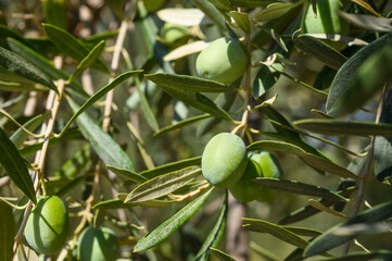 Olives on olive tree branch. Detail closeup of Green olives fruits with selective focus