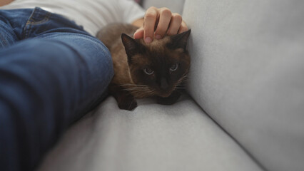 A man at home gently pets a siamese cat lying on a gray couch