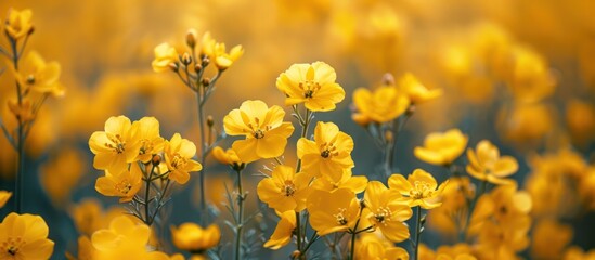 Obraz premium Field of Vibrant Yellow Flowers