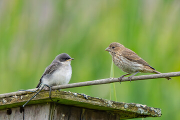Fledgling Tree Sparrow and House Finch Size Each Other Up