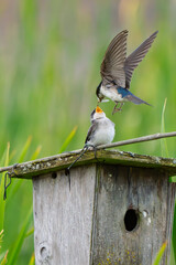 Tree Swallow Feeds Fledgling at Marsh Birdhouse