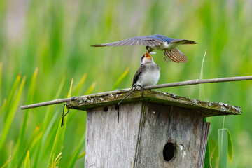 Tree Swallow Feeds Fledgling at Marsh Birdhouse