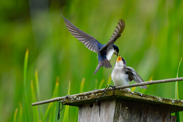 Tree Swallow Feeds Fledgling at Marsh Birdhouse