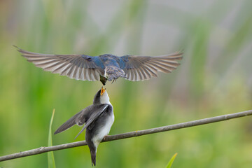 Tree Swallow Feeds Fledgling at Marsh Birdhouse