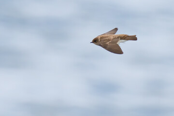 Northern Rough-Winged Swallow in Flight on a Sunny Day