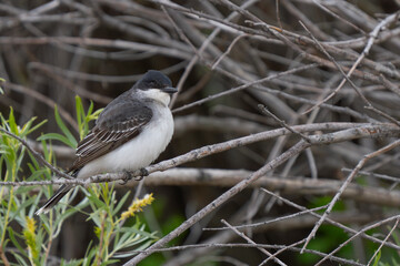 Eastern Kingbird Rests Between Insect Hunts
