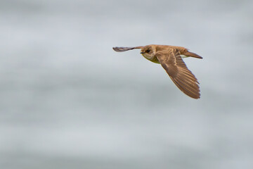 Northern Rough-Winged Swallow in Flight on a Sunny Day