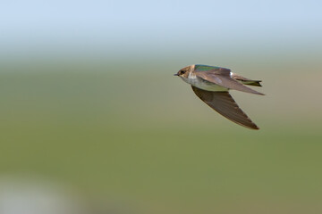 Violet Green Swallow in Flight on a Sunny Day