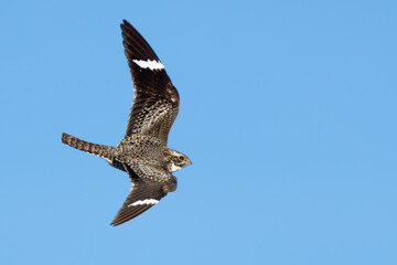 Common Nighthawk in Flight in Early Morning Light