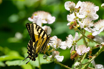Western Tiger Swallowtail on Blackberry Flower