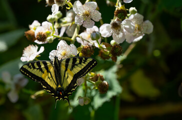 Western Tiger Swallowtail on Blackberry Flower