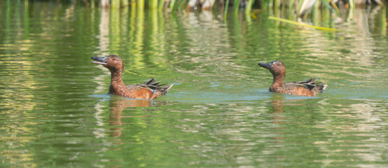 Adult and Juvenile Cinnamon Teal in Mating Display