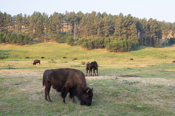 Bison herd grazing in a meadow
