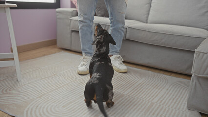 A young man and his dachshund dog in a cozy living room reflecting a casual lifestyle.