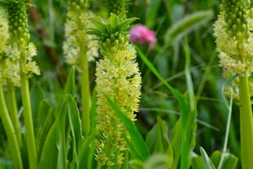 パイナップルリリー（ユーコミス）