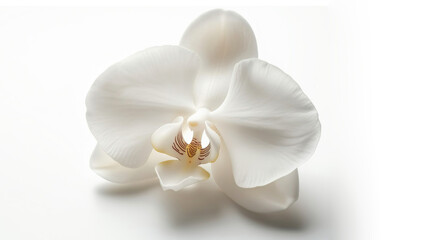 one single orchid flower on white background