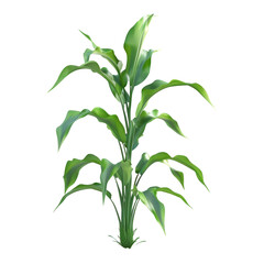 Fototapeta premium Isolated Corn Plant on transparent background