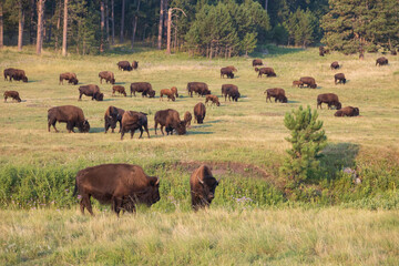 Bison herd grazing in a meadow