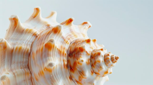Macro shot of an intricate seashell with defined ridges, on a plain background with extra space for copy text, perfect for graphic design