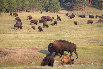 Bison herd grazing in a meadow