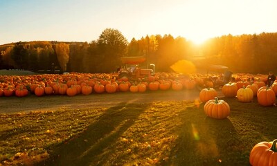 "A tour of a local pumpkin patch"