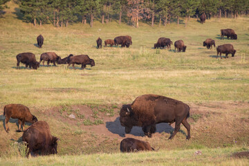 Bison herd grazing in a meadow