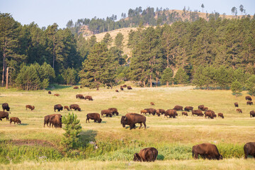 Bison herd grazing in a meadow