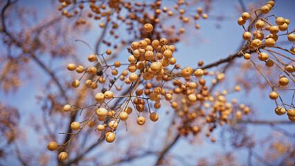 Close-up of melia azedarach berries against a soft-focus blue sky backdrop in murcia, spain