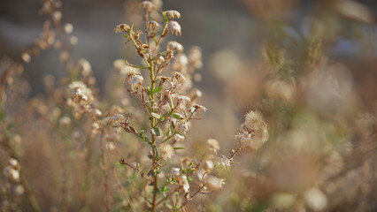 Close-up of dry wildflowers in murcia's sunlight, highlighting nature's delicate textures in spain.